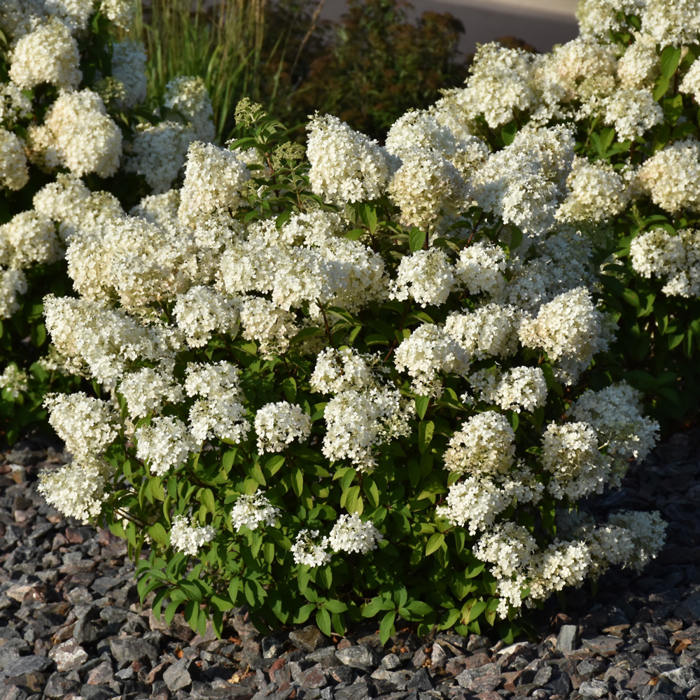 Hydrangea Paniculata – Bobo – #3 Container
